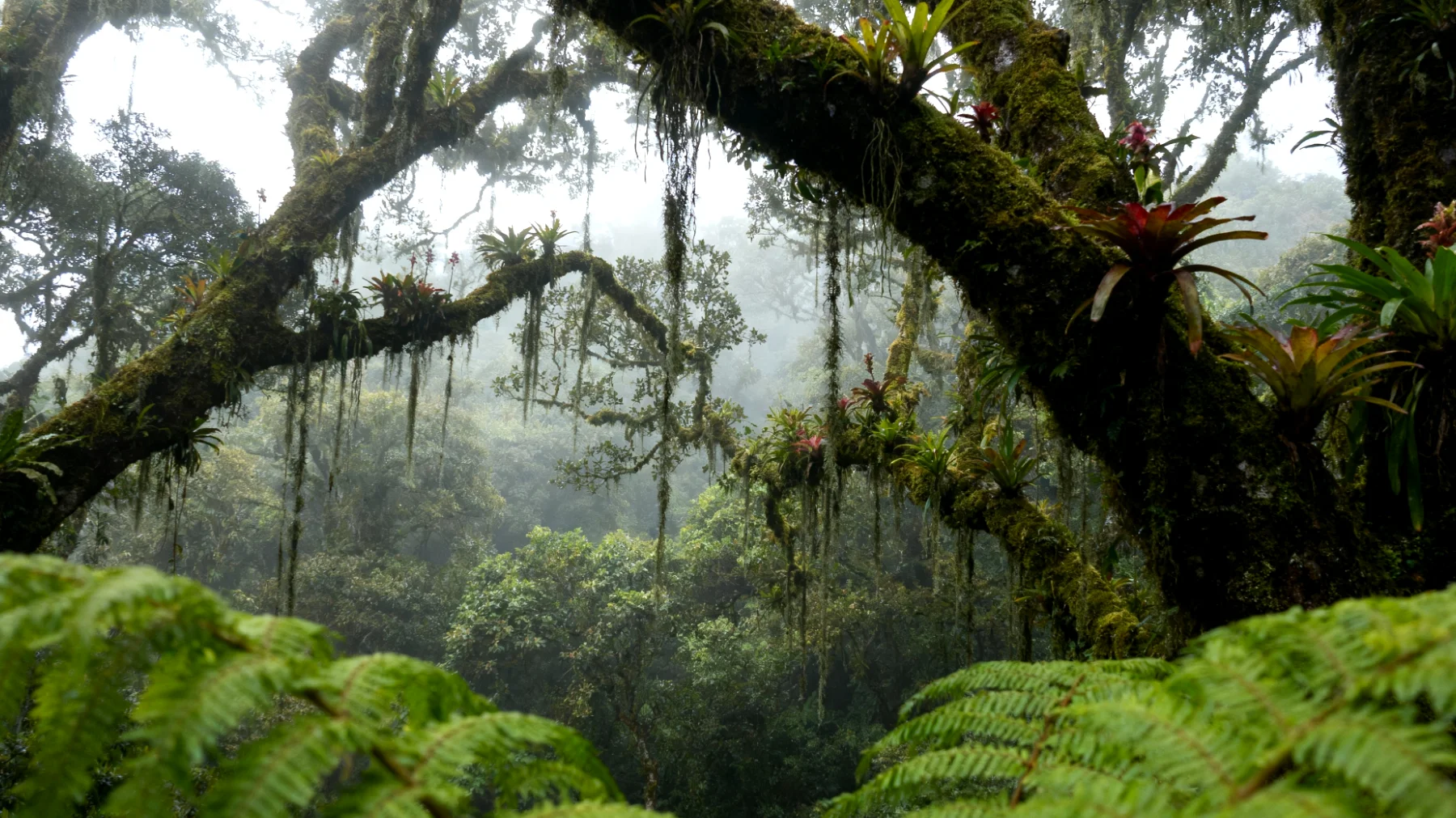 Monteverde Cloud Forest Reserve"
